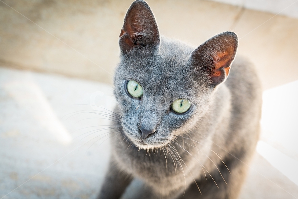 고양이,길냥이,러시안블루,쿠바,개냥이,동물,animal,포유류,mammal,고양이,cat,kitten,kitty