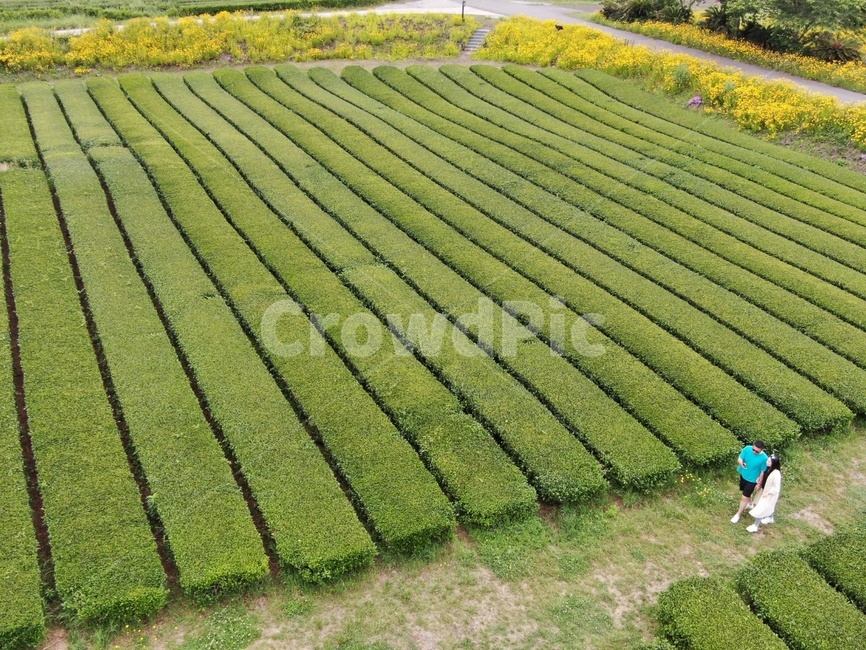 녹차밭,field,nature,자연,들