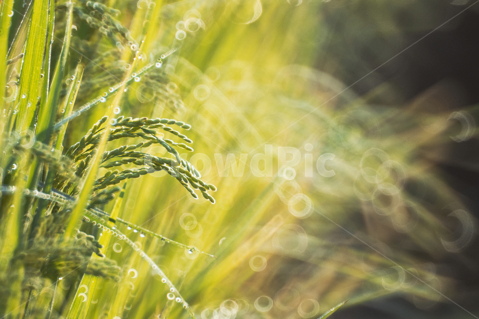 식물,plant,벼,추수철,풍경,식물,자연,plants,nature,휴식,힐링,rest,relaxation,healing