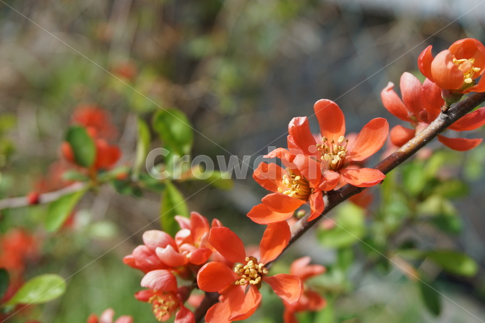 꽃,꽃나무,꽃잎,녹색,주황색,봄,4월,식물,자연,plants,nature,꽃,flower
