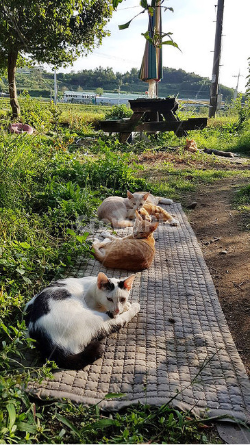 고양이종류,아기고양이,고양이들,cat,고양이,동물,animal,포유류,mammal,고양이,cat,kitten,kitty