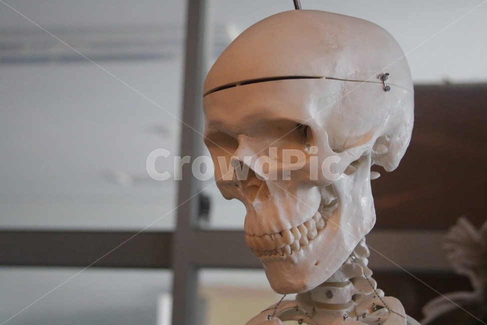 해골,스켈레톤,머리,head,과학,인체학,의료,의학,병원,medical,hospital,clinic