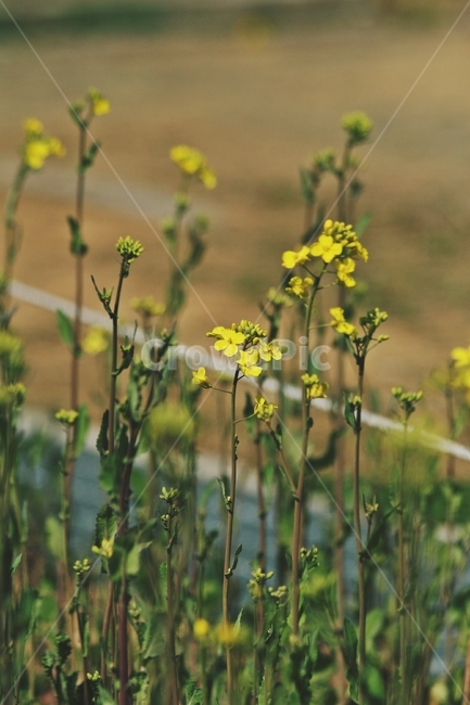 flower,blossom,plant,식물,꽃
