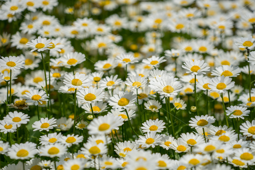 구절초,봄,꽃,식물,자연,봄꽃,근접,식물,자연,plants,nature,꽃,flower