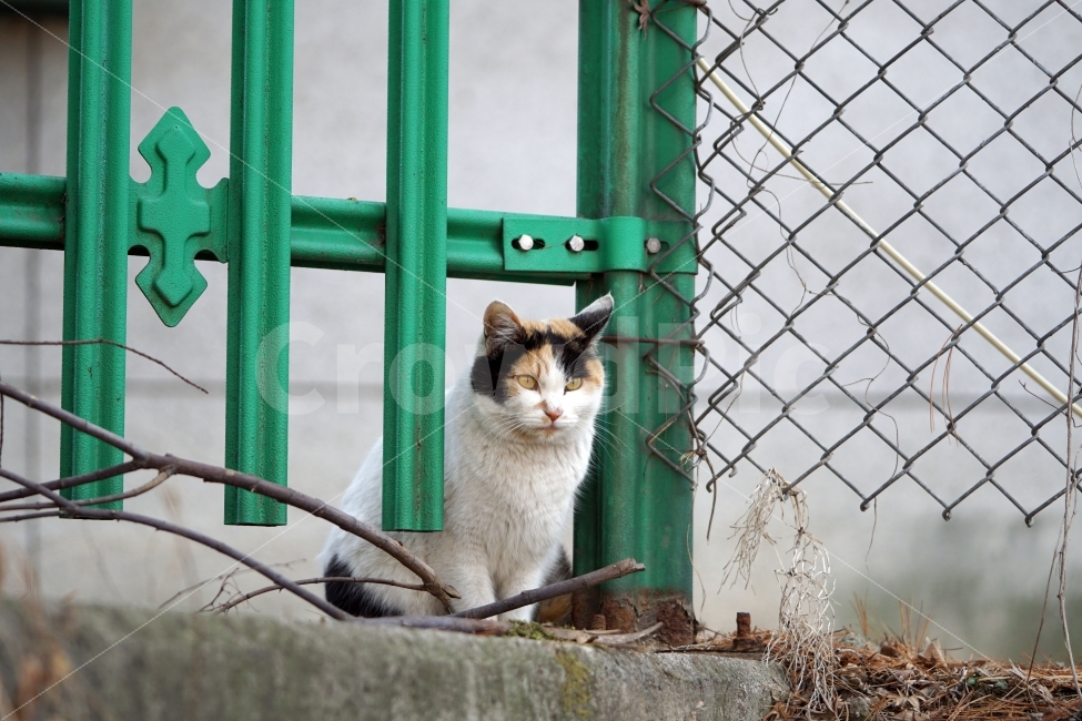 고양이,길고양이,들고양이,삼색고양이,삼색털고양이,동물,흰고양이,공원,낙엽,식물,철조망,나무,풀,나뭇가지,냐옹이,암컷,수컷,도둑고양이,길냥이,cat,animal,snap,snpshot,스냅,스냅사진,스넵,스넵사진,감성,감성사진,힐링,힐링사진,cute,pretty,동물,animal,고양이,cat,kitten,kitty,포유류,mammal
