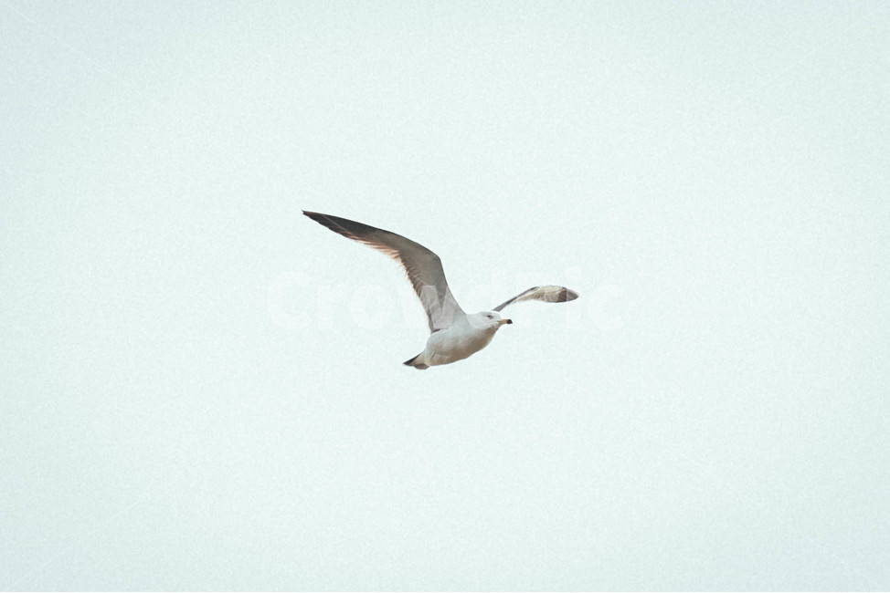 seagull,갈매기,bird,새,animal,동물,flying