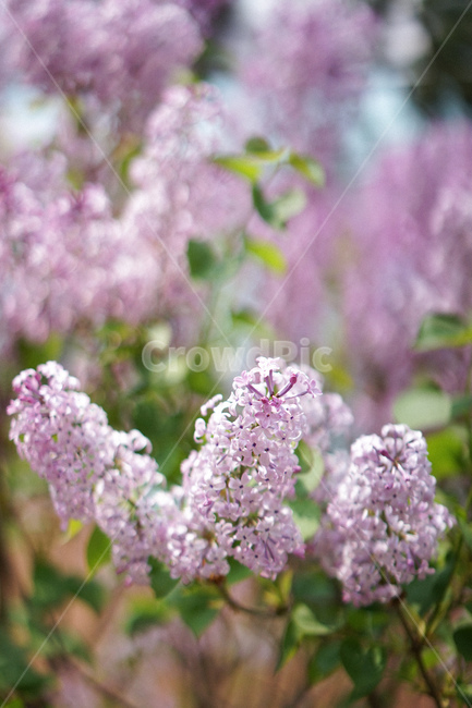 식물,자연,라일락,꽃,보라색,연보라,식물,자연,plants,nature,꽃,flower