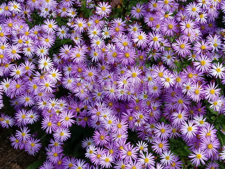 꽃,식물,꽃잎,plant,flower,blossom,아스타,국화과,보라색꽃,aster,가을꽃,식물,자연,plants,nature,꽃,flower