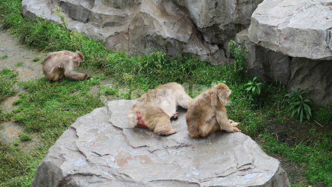 원숭이,동물,귀여운,친화적인,동물원,동물,animal,포유류,mammal