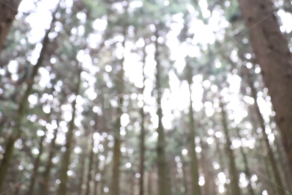 제주도,사려니,숲,감성,맑은공기,자연,풍경,nature,landscape,vegetation,초목,plant,식물,forest,outdoors,옥외,tree,나무,woodland,삼림지,land,땅,grove,작은 숲