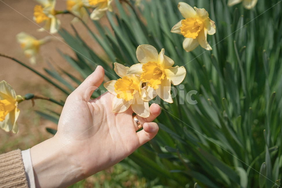 수선화,narcissus,노란,노랑색,옐로우,봄꽃,spring,노란물결,봄,계절,spring,season,plant,식물