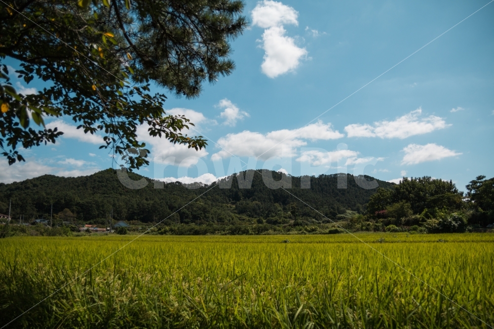 논,풍경,하늘,벼,시골,농사,농촌,자연,풍경,nature,landscape,한국자연풍경,한국자연경관,korea nature landscape,시골,마을,country,rural,town,outdoors,옥외,grassland,목초지,field,들,paddy field,패디 필드
