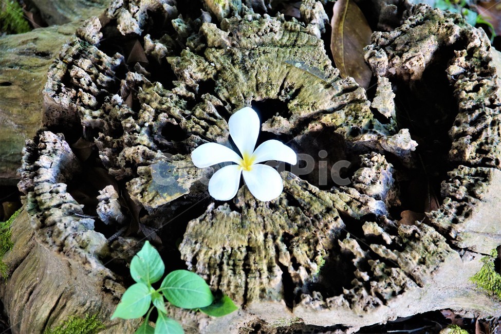 나무,식물,꽃,풍경,초록색,green,nature,white,식물,자연,plants,nature