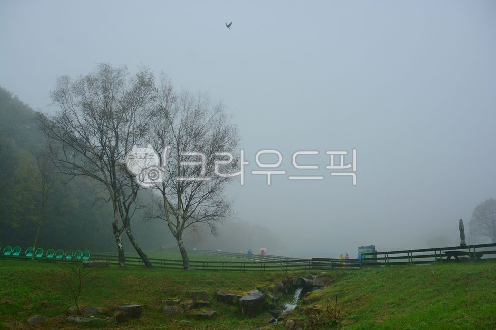 대관령,양때목장,목장,대관령양때목장,자연,안개,안개비,초원,나무,식물,nature,weather,날씨,옥외,outdoors,울타리