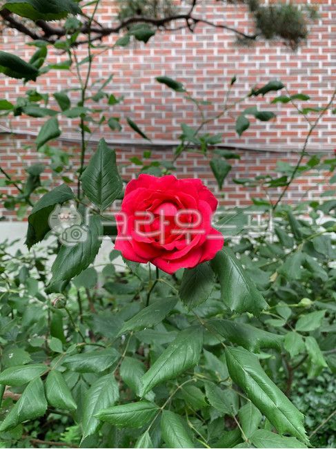 장미,꽃,장미꽃,꽃잎,식물,자연,풀,나뭇잎,로즈,빨강,붉은색,rose,flower,blossom,plant,red,green