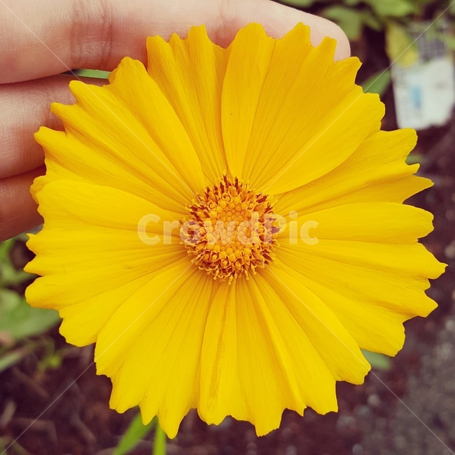 식물,자연,꽃,노란꽃,정면,힐링,노랑,식물,자연,plants,nature,꽃,flower