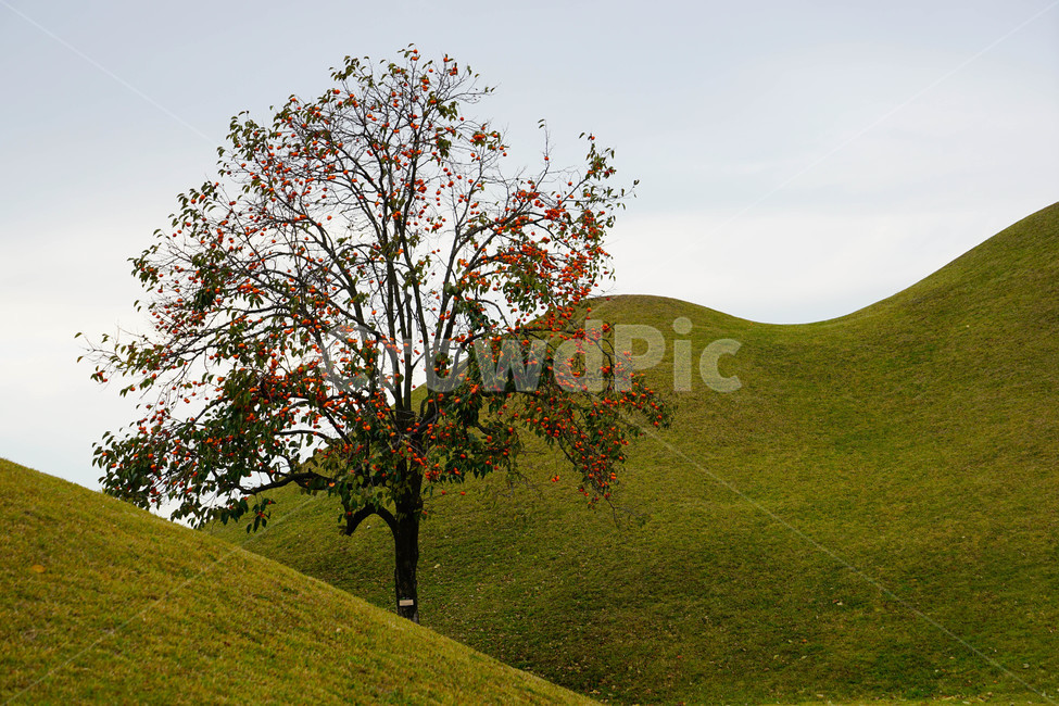 경주,왕릉,가을,문화재,신라,역사,무덤,자연,풍경,nature,landscape,식물,plants,나무,trees,wood,field,들,grassland,목초지,outdoors,옥외,mound,투수판