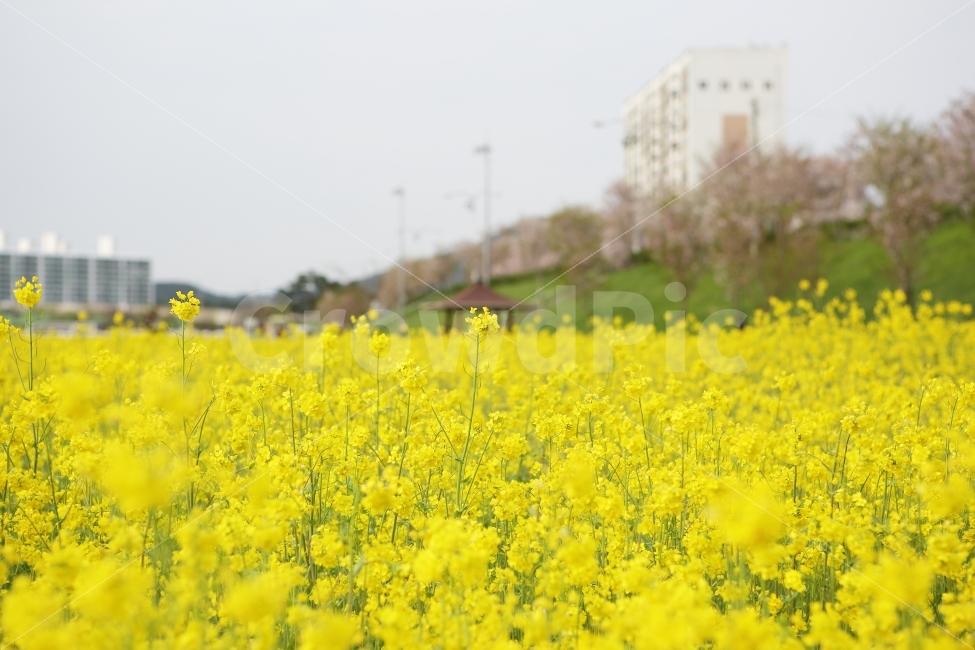봄,주말,나들이,유채꽃,꽃송이,꽃밭,유채꽃밭,데일리,색감,색상,배경,화면,풍경,자연,그날,기분,느낌,노란색,하루,자연,풍경,nature,landscape,봄,계절,spring,season,field,들,outdoors,옥외,grassland,목초지