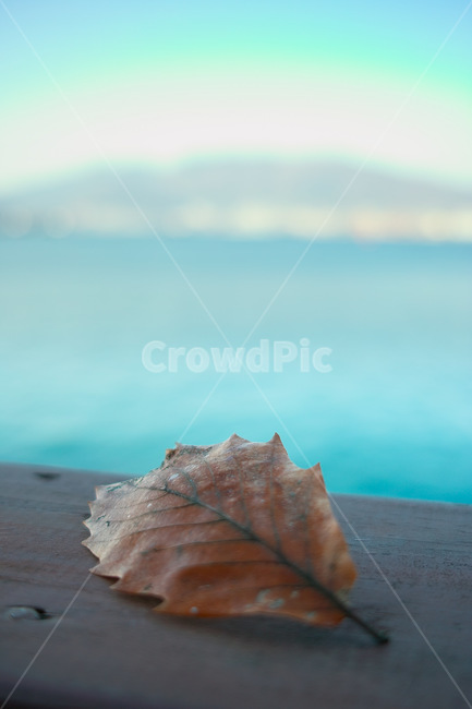 바다,낙엽,추억,배경,파랑,가을,계절,fall,autumn,season,감성,sensible,feeling,plant,식물,leaf,잎