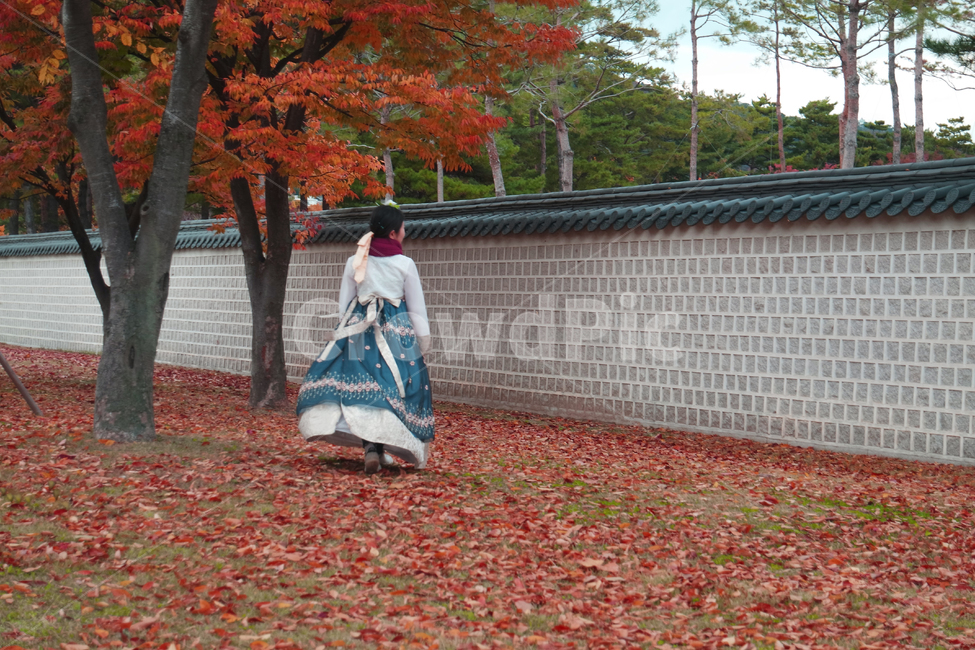 경복궁,한복,뒷모습,가을,고궁,낙엽,소녀,가을,계절,fall,autumn,season,한국전통,한국문화,korean traditional,korean culture,한복,한국전통의상,hanbok,korean traditional clothes,사람,인물,인간,human,person,여성,여자,woman,female,lady,tree,나무,plant,식물,leaf,잎