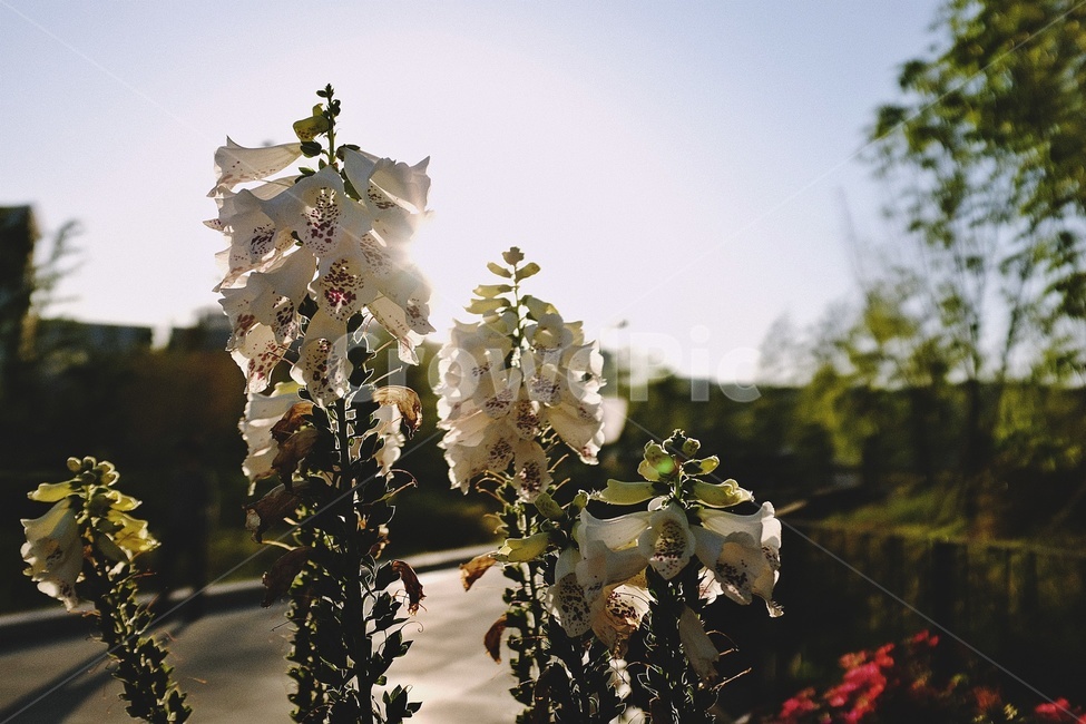 햇빛,플레어,나무,풀,sunlight,tree,꽃,flower,식물,자연,plants,nature,꽃,flower