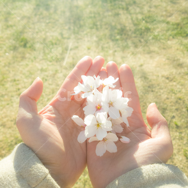 꽃,벚꽃,손,꽃잎,봄,감성,hand,sunny,봄,계절,spring,season,꽃,flower,휴식,힐링,rest,relaxation,healing,plant,식물