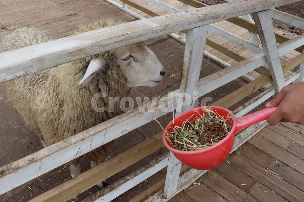 양떼목장,양,목장,양먹이주기,동물,animal,sheep,동물,animal,포유류,mammal
