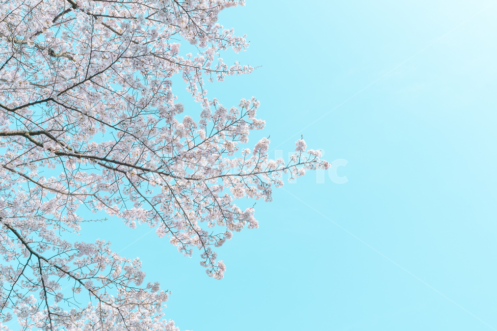 벚꽃,하늘,풍경,필름,꽃