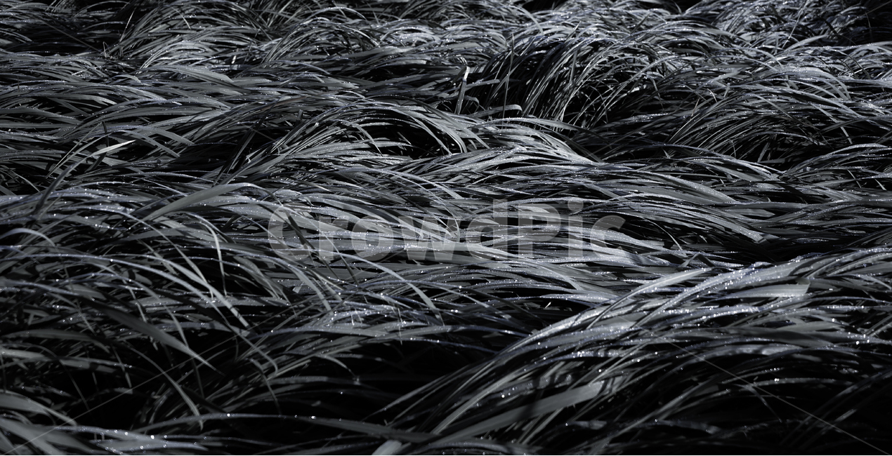 갈대,바람,태풍,비바람,식물,자연,식물,자연,plants,nature,흑백,모노톤,monochrome,black and white