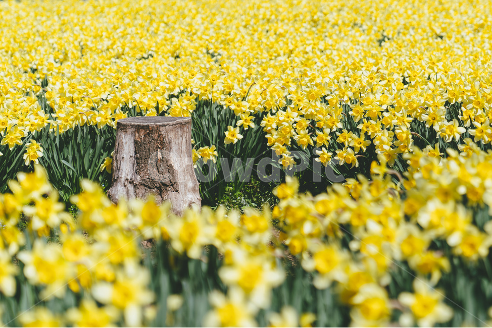 봄,봄꽃,개화,개화기,수선화,식물,자연,풍경,flower,daffodil,blossom,노란,노랑색,노란꽃,노랑꽃,spring