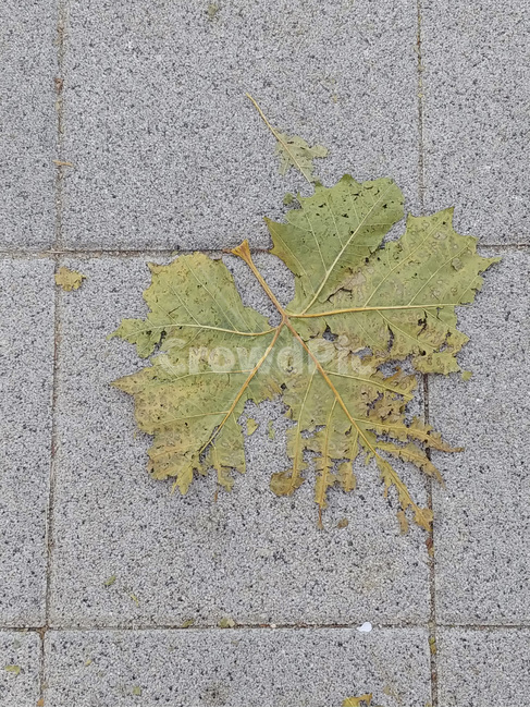 plant,식물,leaf,잎,바닥,질감,pattern,texture,배경