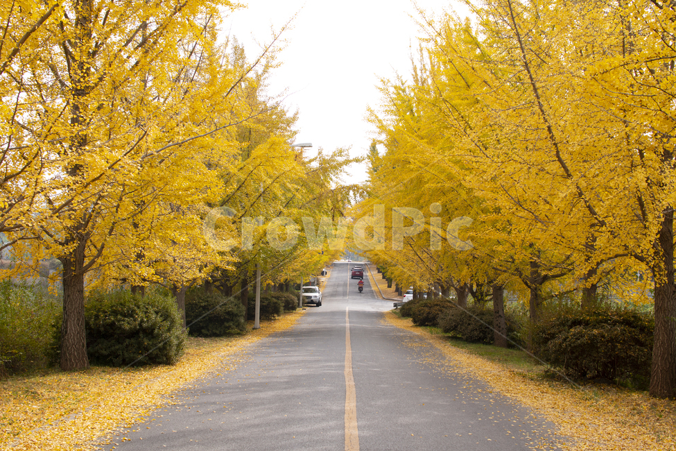 road,도로,은행,은행나무,ginkgo,나무,tree,단풍,maple,단풍잎,가을,계절,fall,autumn,season,식물,자연,plants,nature,나무,trees,wood,asphalt,아스팔트,plant,highway,고속도로,freeway,고속 도로