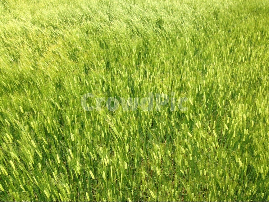 청보리,barely,녹색,green,바람,그림,식물,자연,plants,nature