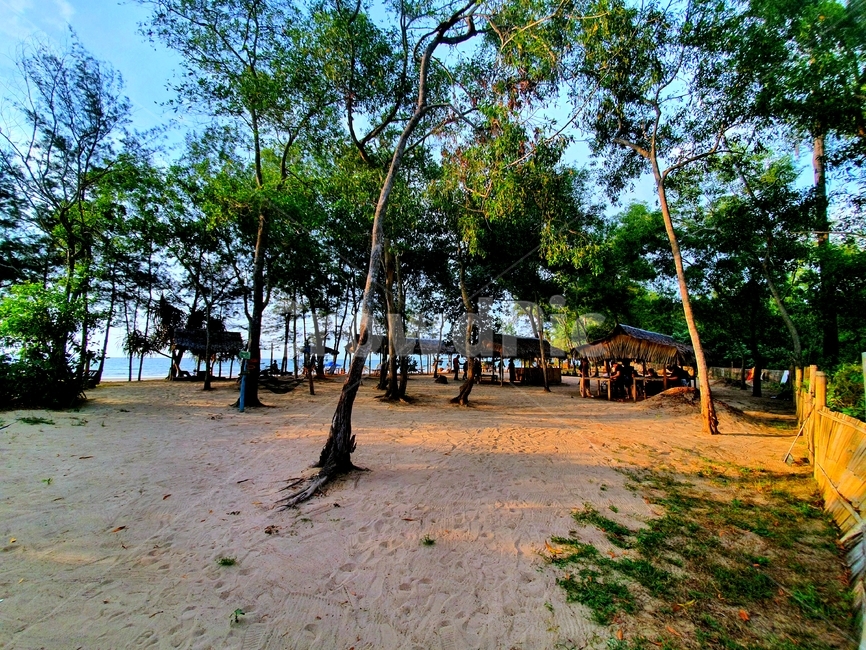 summer,여름,식물,tree,나무,ground