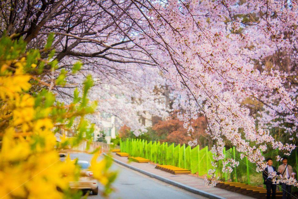 spring flowers,spring,Cherry Blossom,blossom,cherryblossom,flower
