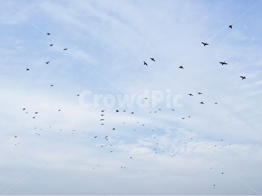 하늘,철새,풍경,구름,새,새떼,sky,migrant,landscape,cloud,bird,조류,철새이동,자연,nature,동물,animal,조류,새,birds