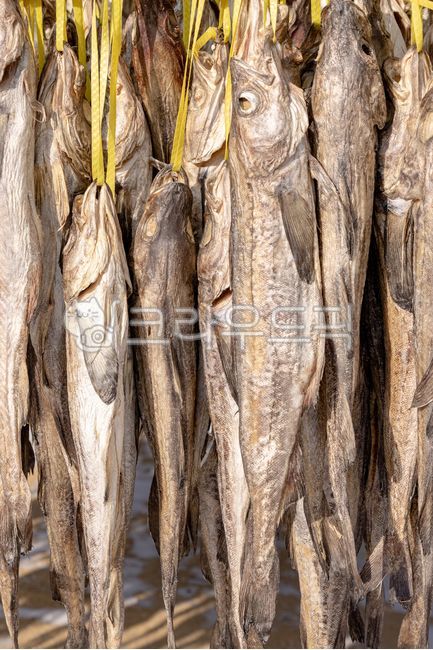 pollock,Pollock,winter,dynamic,Dried pollack,Hwangtae Deokjang,Dry pollack