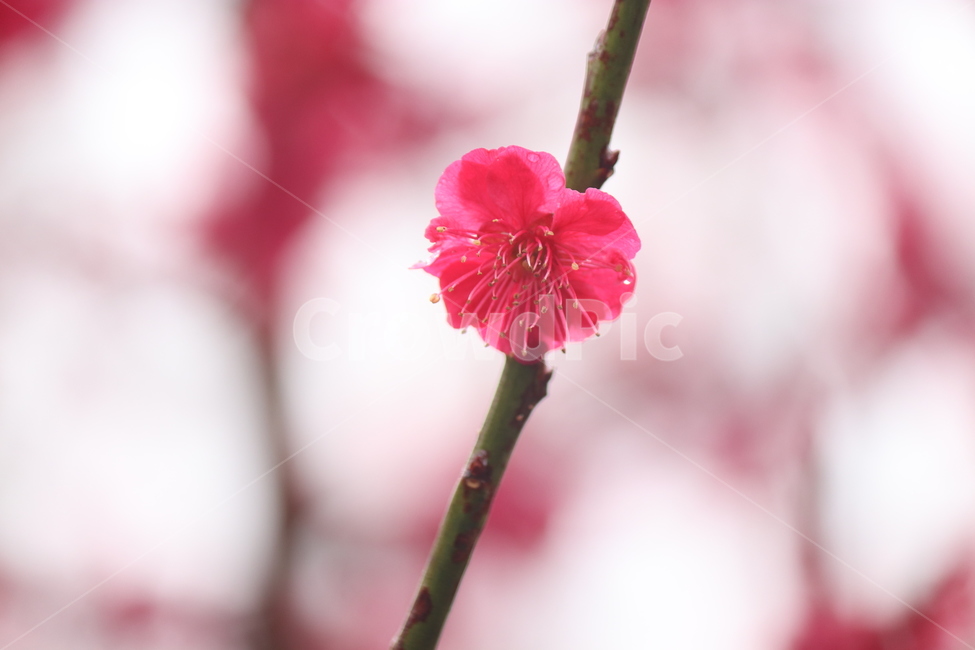 봄꽃,봄날,꽃,감성,배경화면,홍매화,식물,자연,plants,nature,꽃,flower