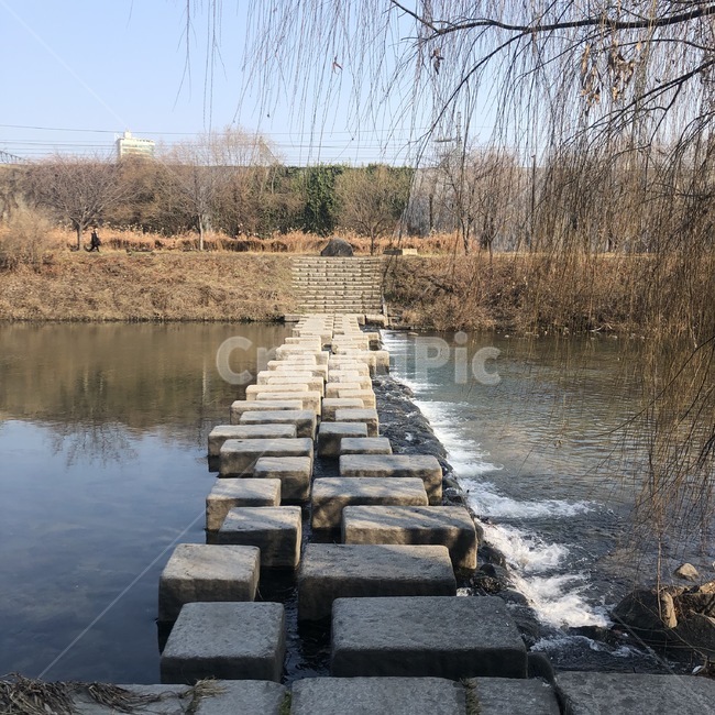 징검다리,강,자연,풍경,나무