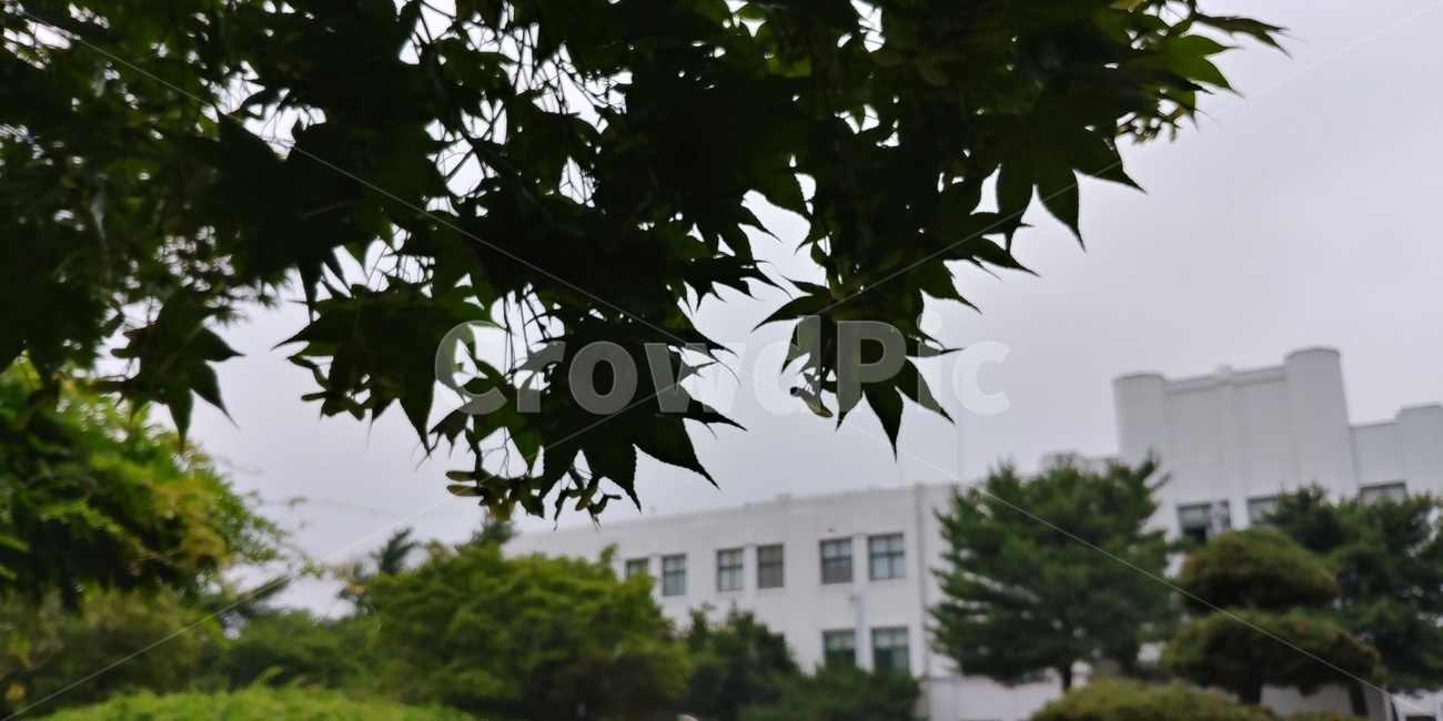 여름,비온후,쓸쓸한,축축한,그림자,초록,자연,풍경,공원
