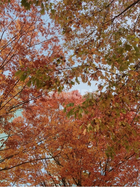 단풍,maple,잎,leaf,식물,plant,나무,tree,붉음,배경,풍경,가을