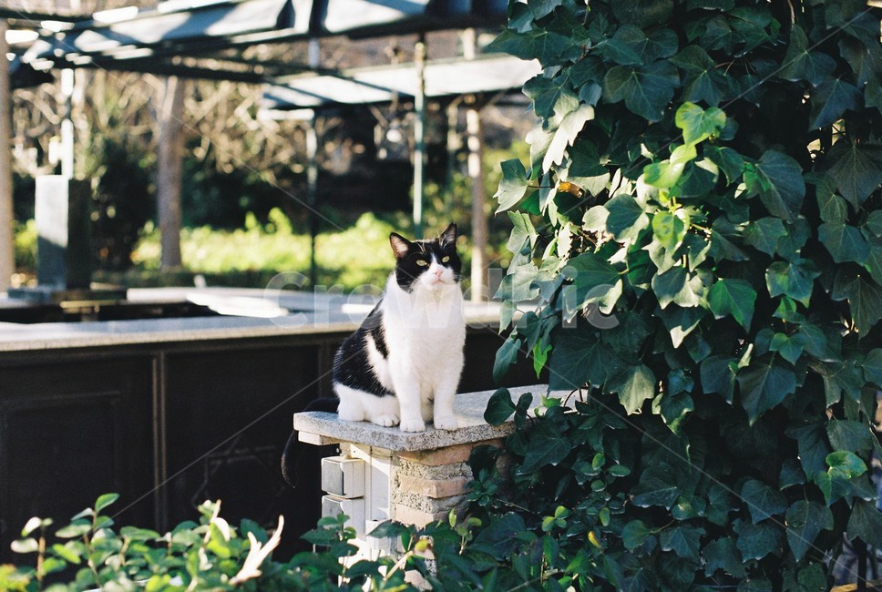 고양이,동물,animal,나뭇잎,cat,귀여운,담쟁이,담쟁이덩굴,담벼락,벽돌,cute,vintage,빈티지,leaf,leaves,wall,동물,animal,포유류,mammal,고양이,cat,kitten,kitty