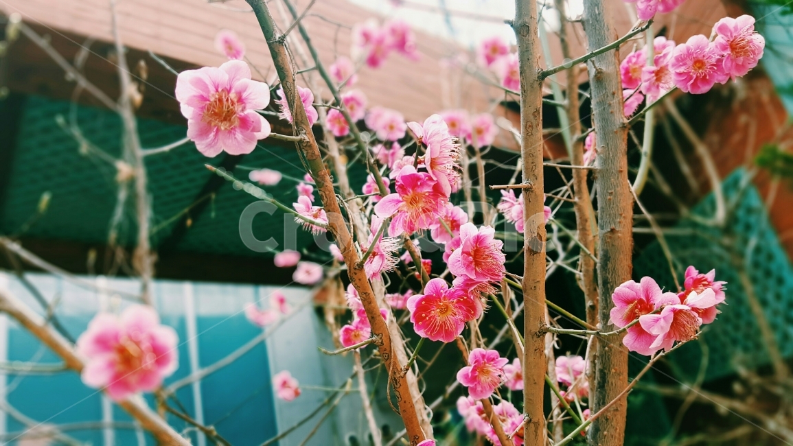 꽃,자연,벚꽃,봄,기다림,식물,자연,plants,nature,꽃,flower,감성,sensible,feeling