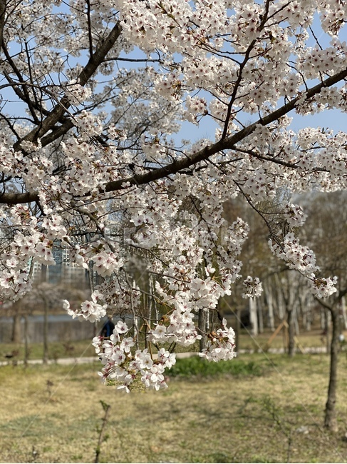 plant,식물,flower,꽃,blossom