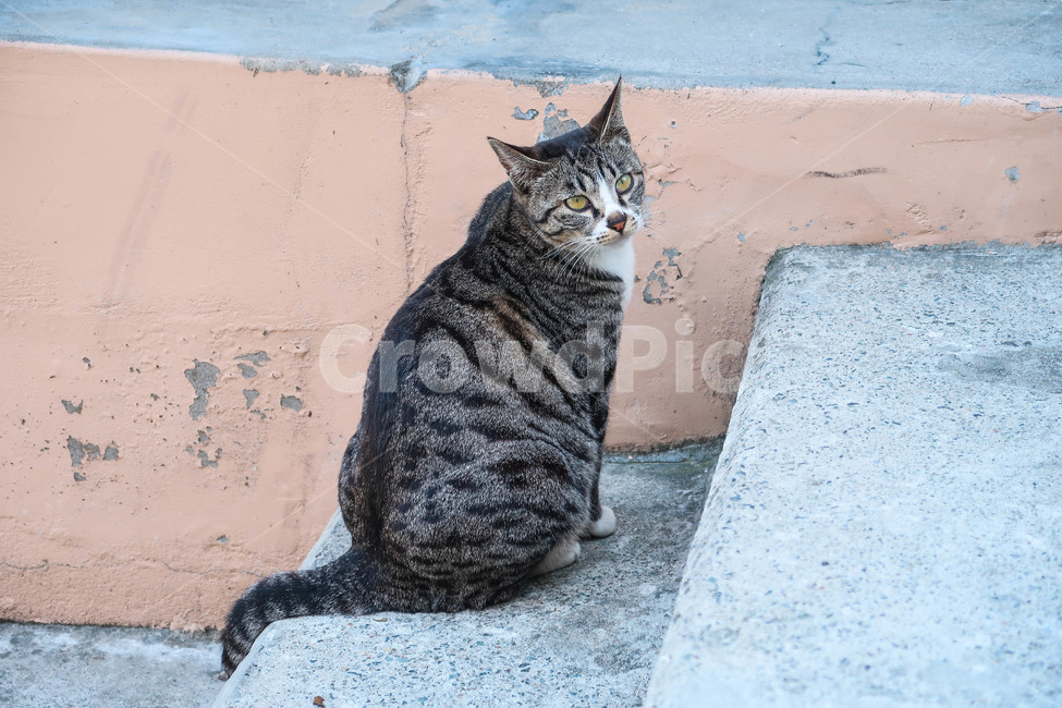 길고양이,고양이,길냥이,검은고양이,동물,애완동물,animal,pet,mammal,cat