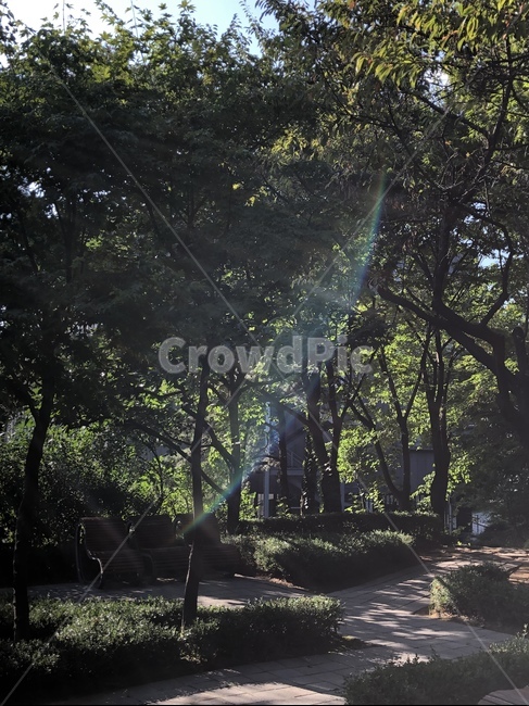 여름,나무,공원,산책,자연,tree,summer,plant