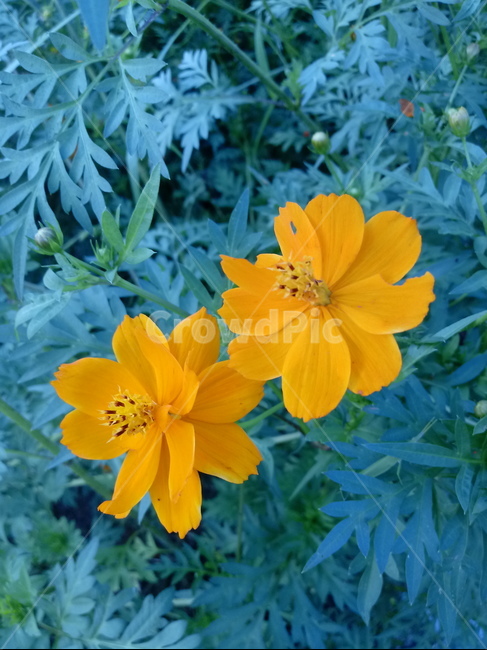 노랑코스모스,yellowcosmos,국화과,한해살이풀,황금코스모스,식물,꽃