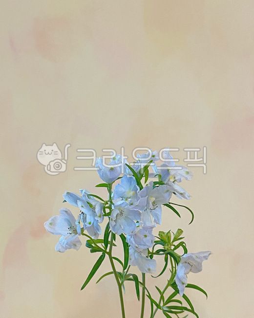 delphinium,a flower,flower arrangement,flower background,One bunch,flower