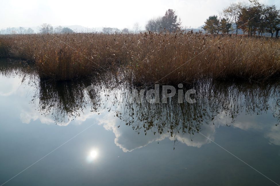 갈대,호수,나무,하늘,구름,해,반사,가을,reed,lake,tree,sky,cloud,sun,reflection,fall