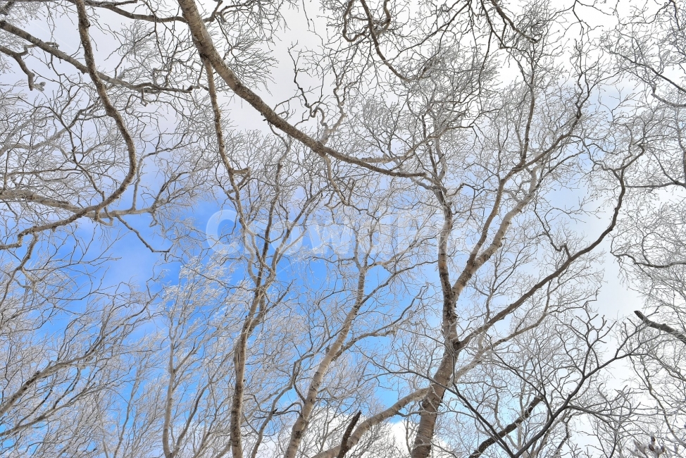 태백산,설경,상고대,눈꽃,풍경,겨울,겨울왕국,서리꽃,눈,천제단,자연,스포츠,등산,산행,nature,snow,설국,겨울풍경,느낌,아름다운,신비로운,경이로운,다큐,필,디자인,힐링,명산,국립공원,순백,landscape,winter,season,영산,사스래나무,겨울,계절,winter,season,식물,자연,plants,nature,나무,trees,wood